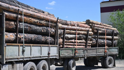Абай облысында ағаш өңдеу кешені салынады